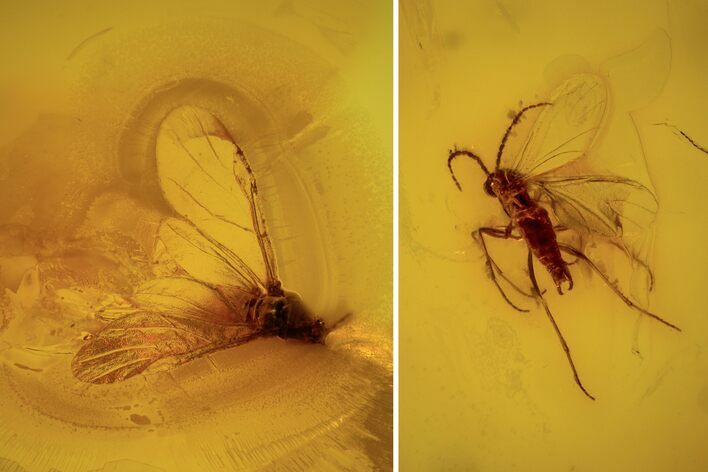 Fossil Fly (Diptera) & Winged Aphid (Hemiptera) In Baltic Amber #93843